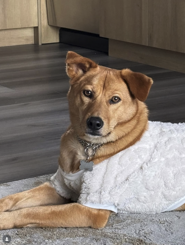 Louie — Korean Jindo mix, slaughterhouse survivor